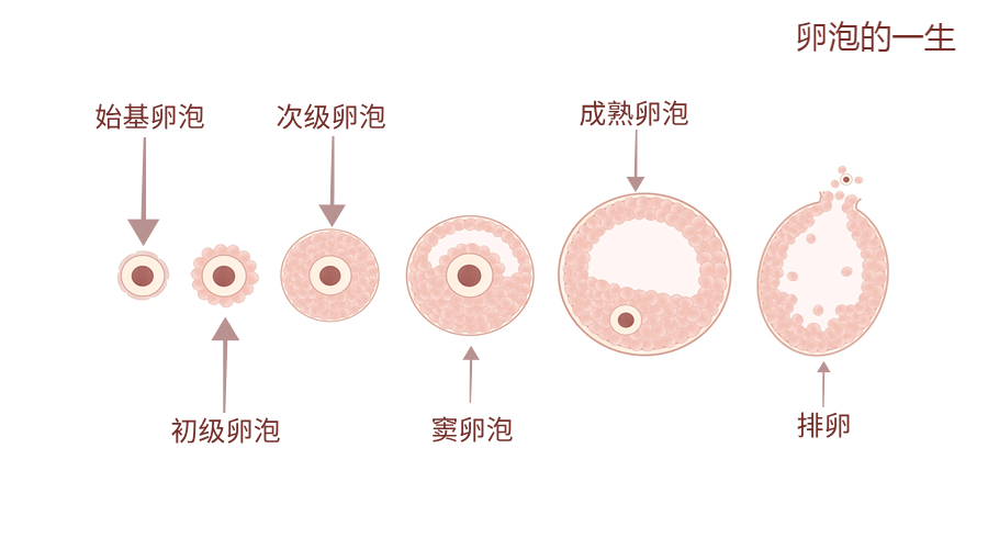 漫畫解讀AMH （抗缪勒管激素）——這下徹底記住了！